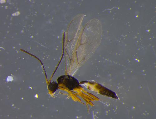Réf. 335 988 : Aphidius rhopalosiphi